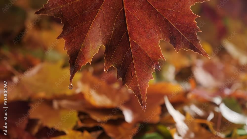 Detail of yellow brown autumn leaf with raindrops running down the veins - wet maple leaf dripping Detail of yellow brown autumn leaf with raindrops running down the veins - wet maple leaf dripping