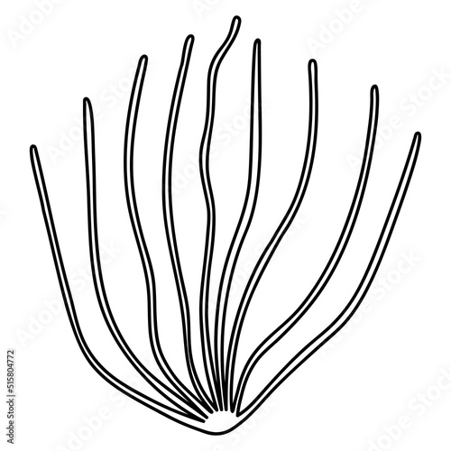 Seaweed in the form of a bush. Underwater vegetation grows on the ocean floor. Sketch. Vector illustration. Outline on isolated background. Coloring book. Doodle style. Aquarium decoration. 