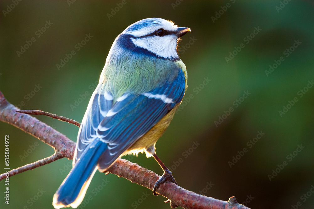 Blaumeise (Parus caeruleus)