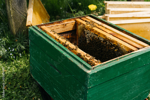 Green bee hive on the apiary