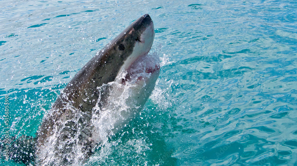 Obraz premium Great White Shark, Carcharodon carcharias,Gansbaai, Western Cape, South Africa, Africa