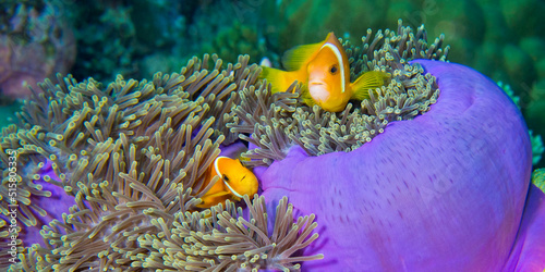 Blackfinned Anemonefish, Amphiprion nigripes, Magnificent Sea Anemone, Heteractis magnifica, Coral Reef, South Ari Atoll, Maldives, Indian Ocean, Asia photo