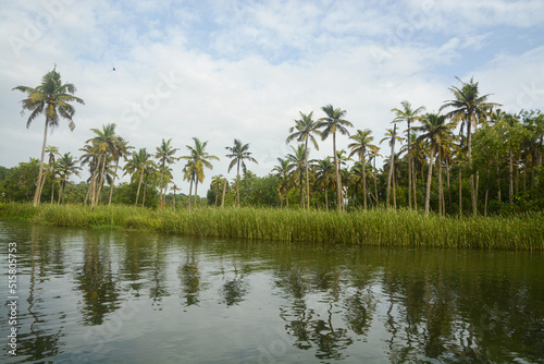 Backwaters in Kerala, India. Coconut palm trees in the background. photo