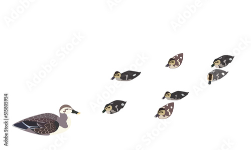 カルガモの親子