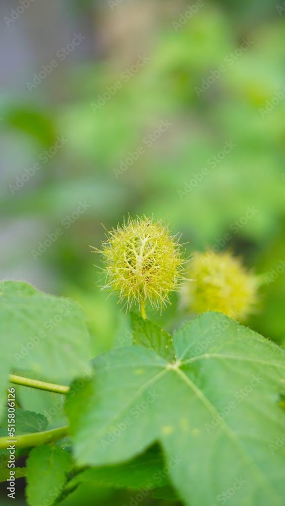 beautiful green flower in bloom on blur background beautiful green flower in bloom on blur background
