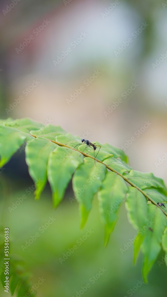 Naklejka premium a black fly perched on a green leaf