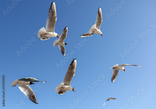 A flock of seagulls in flight against a sky.