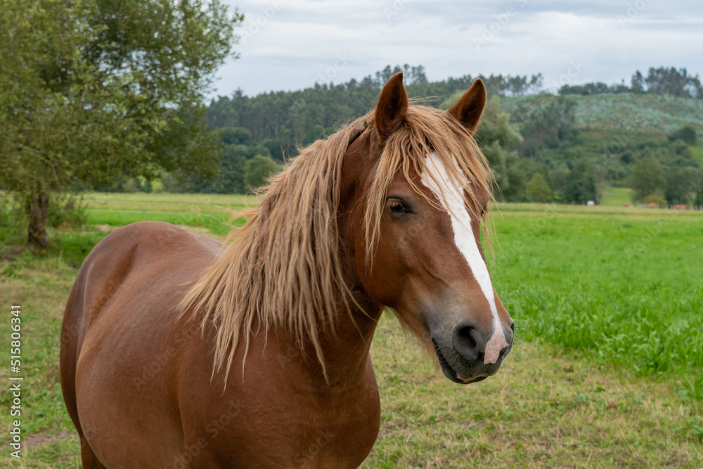 Fototapeta premium Yegua embarazada en un prado