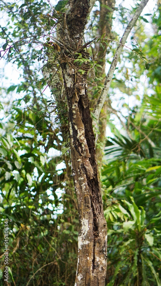 Fototapeta premium a large banyan tree that is decades old with green moss on its big trunk