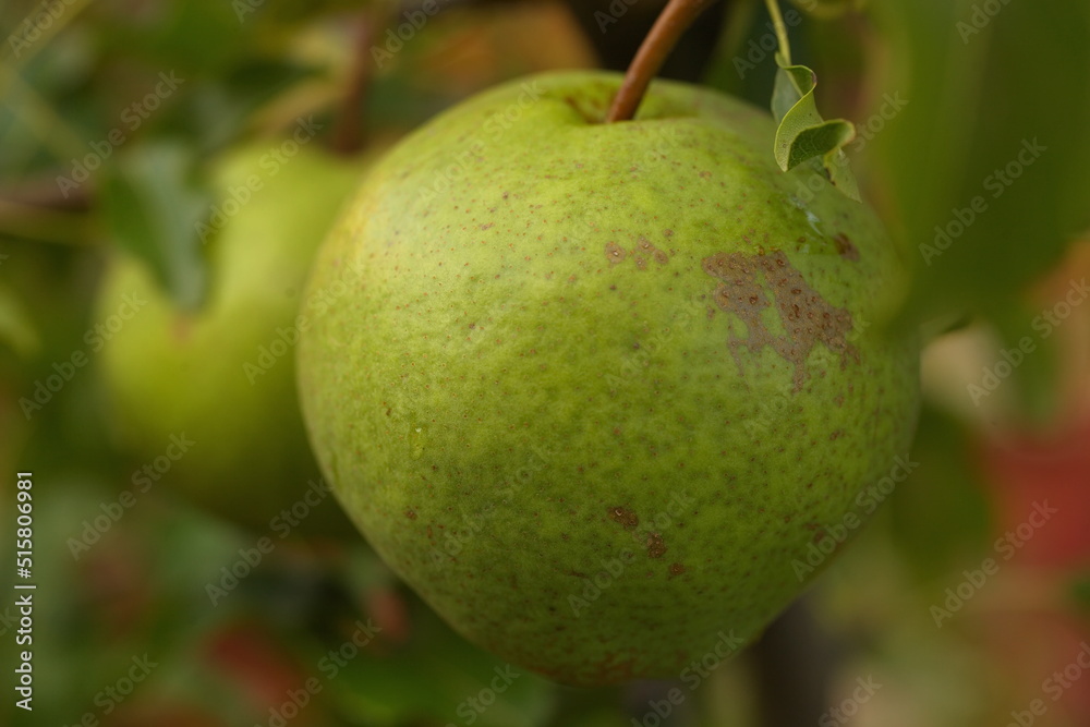 pear fruit on the tree
