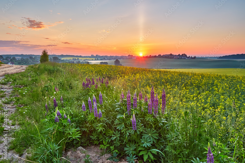 Wildflowers in Summer Sunrise. Purple lupine and canola field, morning light.