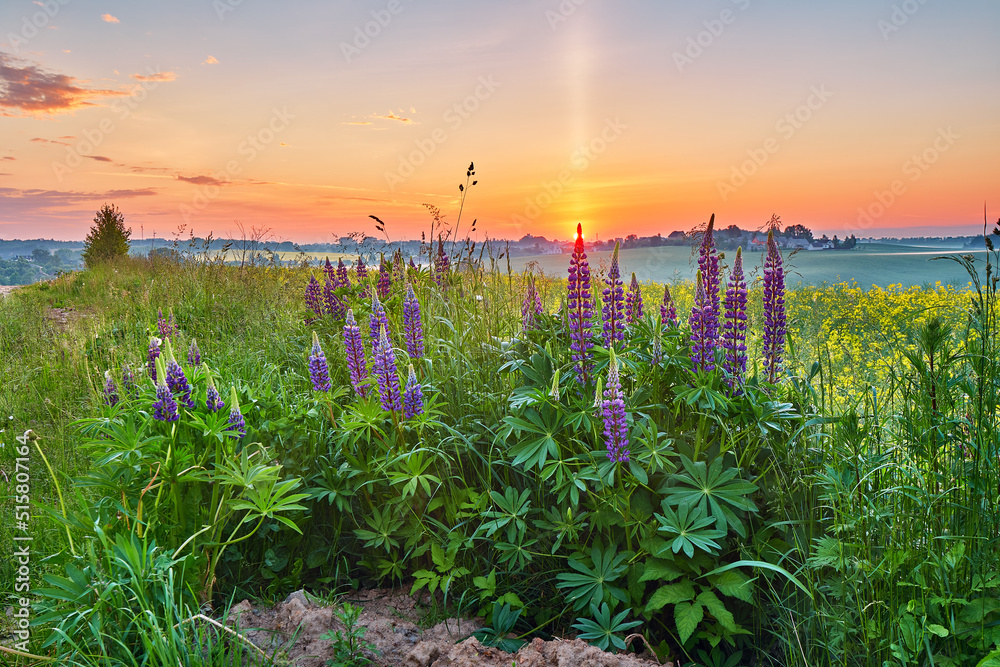 Wildflowers in Summer Sunrise. Purple lupine and canola field, morning light. Violet lupinus