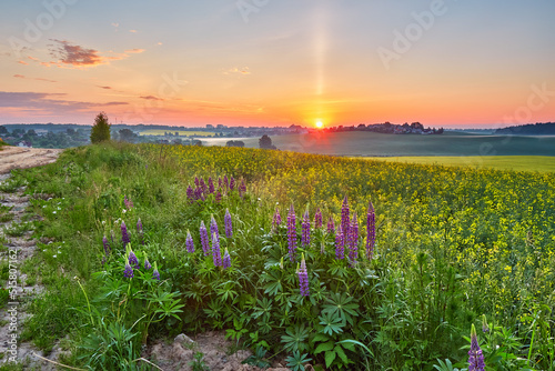 Obraz na płótnie Wildflowers in Summer Sunrise. Purple lupine and canola field, morning light. w salonie