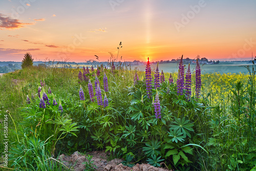 Obraz na płótnie Wildflowers in Summer Sunrise. Purple lupine and canola field, morning light. Violet lupinus w salonie