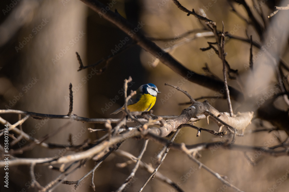 Blue tit in the forest Blue tit in the forest