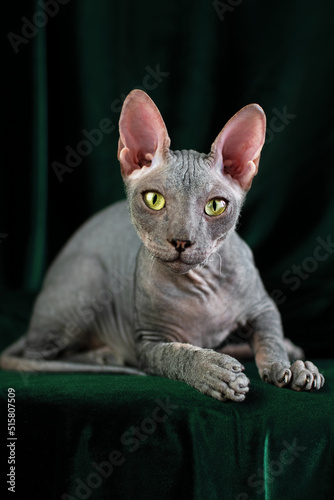 Fotografie A gray Don Sphynx cat lies on a green background in the studio and looks at the