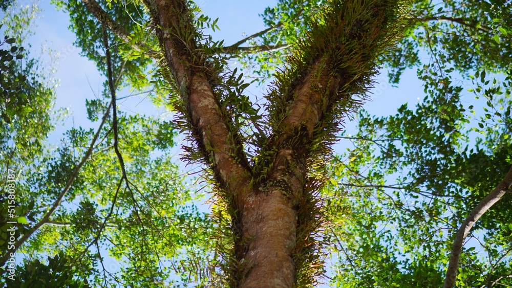 Fototapeta premium a large banyan tree that is decades old with green moss on its big trunk
