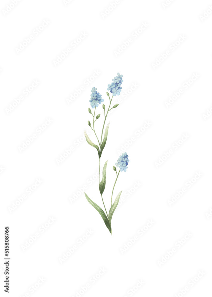 Obraz premium Watercolor forget me not flower illustration isolated.