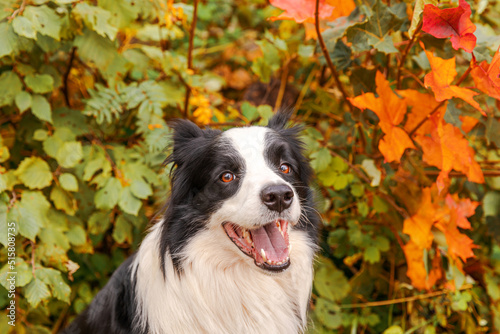 Fototapeta Naklejka Na Ścianę i Meble -  Funny smiling puppy dog border collie sitting on fall colorful foliage background in park outdoor. Dog on walking in autumn day. Hello Autumn cold weather concept