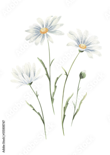 Watercolor daisies isolated on transparent.