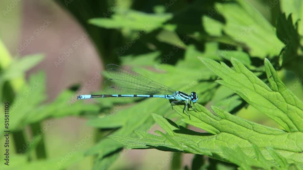 Close up of a blue white legged damselfly, also called platycnemis pennipes or Blaue Federlibelle Close up of a blue white legged damselfly, also called platycnemis pennipes or Blaue Federlibelle