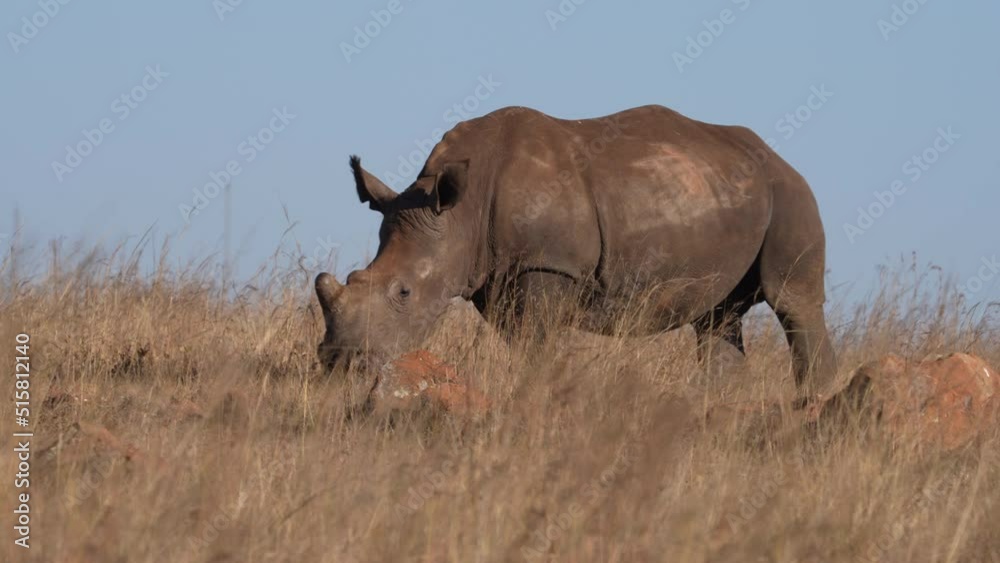 4K video of a Square lipped Rhinoceros walking and grazing in the winter months in a brown field, walking together in a group looking out for predators. De horned to stop poaching. Taken in SA 4K video of a Square lipped Rhinoceros walking and grazing in the winter months in a brown field, walking together in a group looking out for predators. De horned to stop poaching. Taken in SA