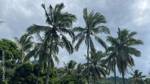 Palmiers Comoriens 