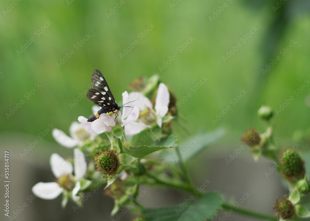 An insect sits on a blackberry flower. Buds, flowers and unripe blackberry berries An insect sits on a blackberry flower. Buds, flowers and unripe blackberry berries