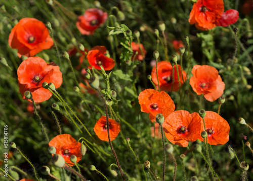 A field of red poppies on a sunny day