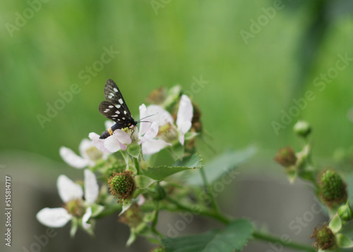 An insect sits on a blackberry flower. Buds, flowers and unripe blackberry berries