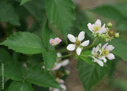 Blackberry flower. Buds, flowers and unripe berries