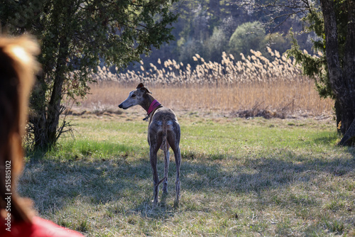 rear view of greyhound in a field of emilia romagna hills