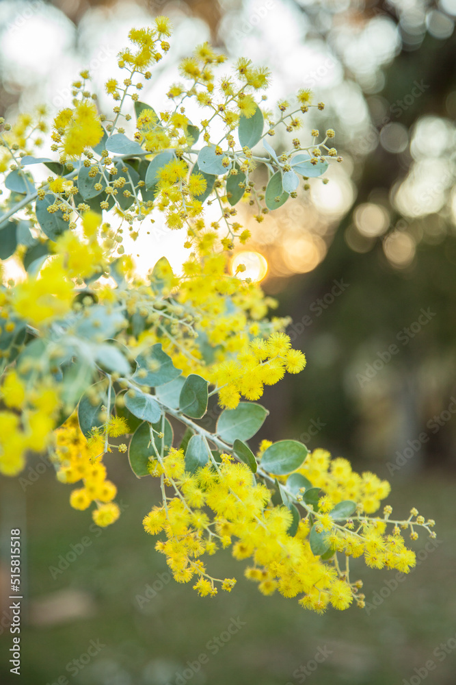 Beautiful blossoms of golden wattle in the afternoon sunlight Beautiful blossoms of golden wattle in the afternoon sunlight