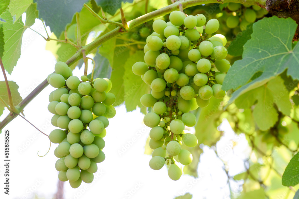 bunch of green grapes