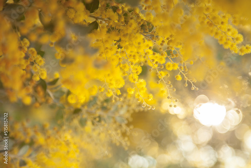 Beautiful blossoms of golden wattle in the afternoon sunlight photo