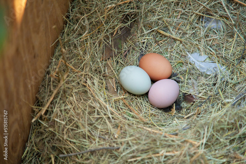 Three eggs in a nest, brown, pink and blue photo