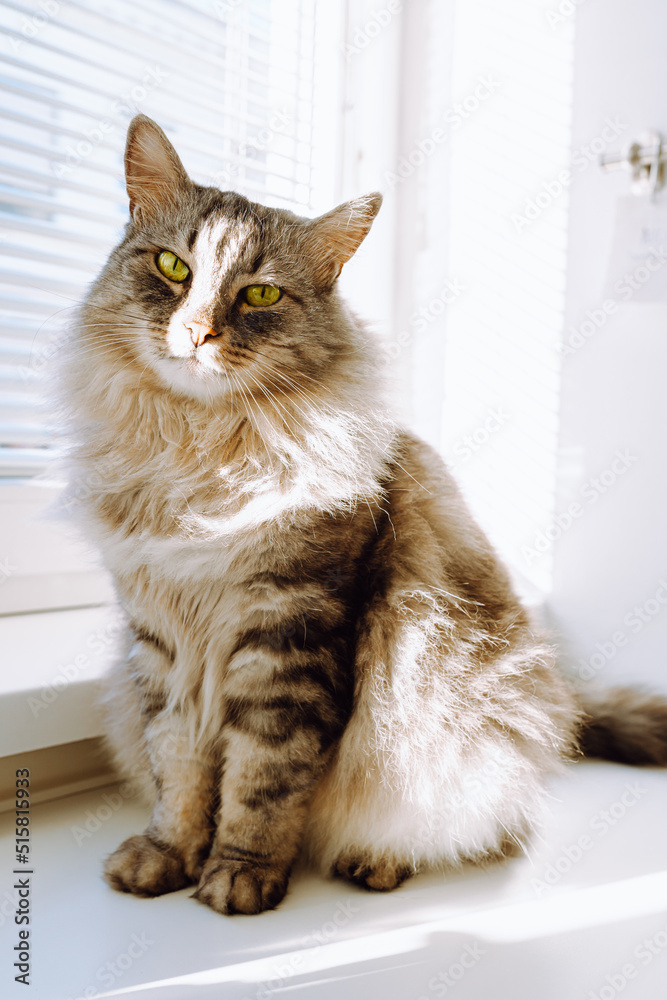 Beautiful fluffy long-haired domestic cat Maine Coon breed, sitting posing, looking at camera with green eyes