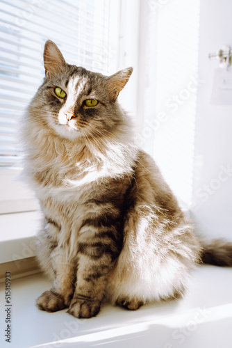 Beautiful fluffy long-haired domestic cat Maine Coon breed, sitting posing, looking at camera with green eyes
