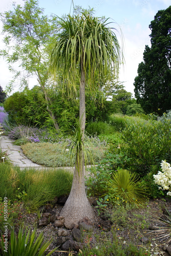 Beaucarnea Recurvata The Elephant s Foot Or Ponytail Palm Is A Beaucarnea Recurvata The Elephant s Foot Or Ponytail Palm Is A
