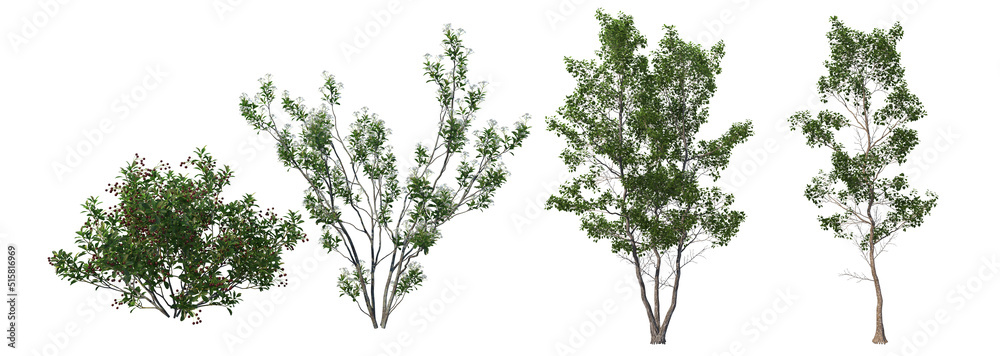 Little leaf tree on a white background. Little leaf tree on a white background.