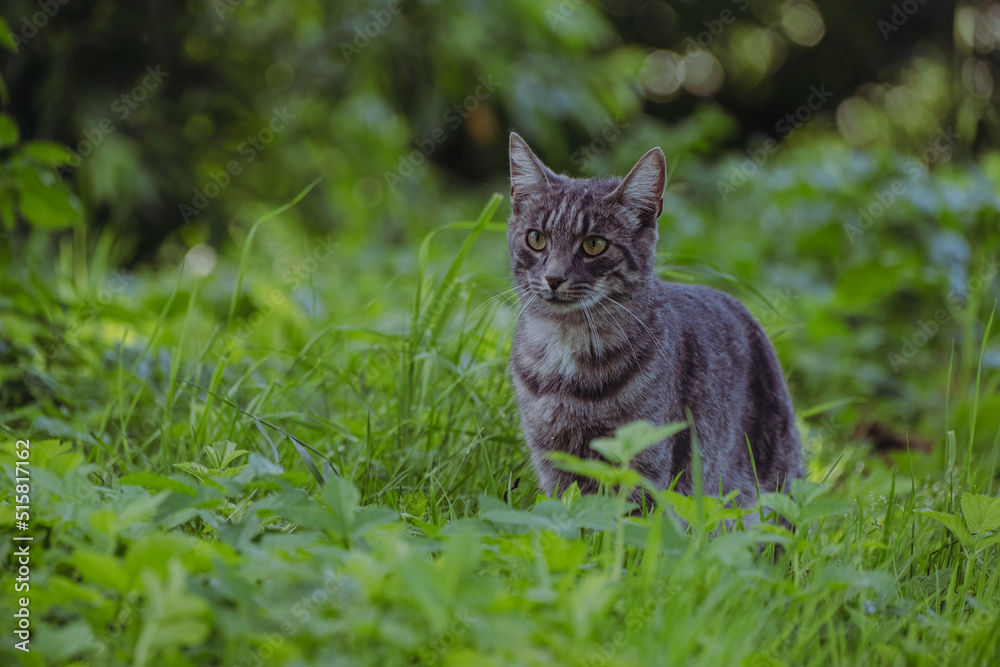 domestic cat portrait in wild nature, green grass sunlit