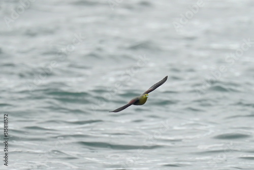 white bellied green pigeon in a sea