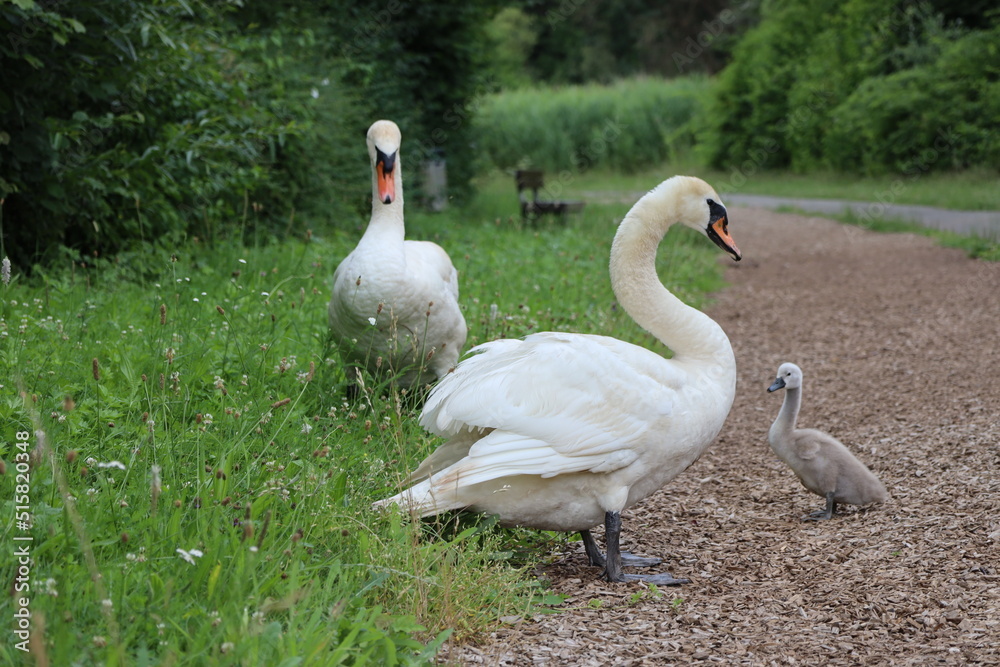 Fototapeta premium Baby Schwan mit Eltern
