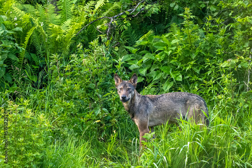 Fototapeta Naklejka Na Ścianę i Meble -  Gray Wolf (Canis lupus). Bieszczady Mountains, Carpathians, Poland.