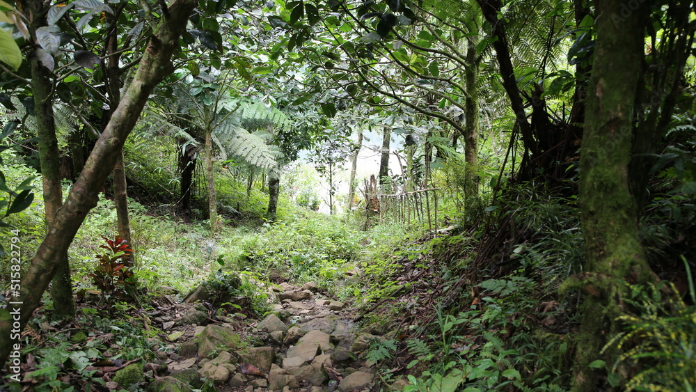 Fototapeta premium Les chemins tropicaux de Domoni