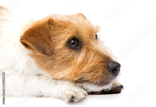 jack russell dog sad on white background