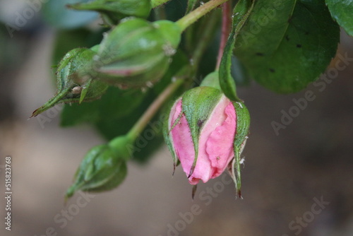 Rosa Rosen in Nahaufnahme. Fotografie der Königin der Blumen. Ein buschiger Baum mit rosa Blüten. Rosenknospen sind von grünen Blättern umgeben. Die natürliche Umgebung. Duftende Blumen. Dornen. photo