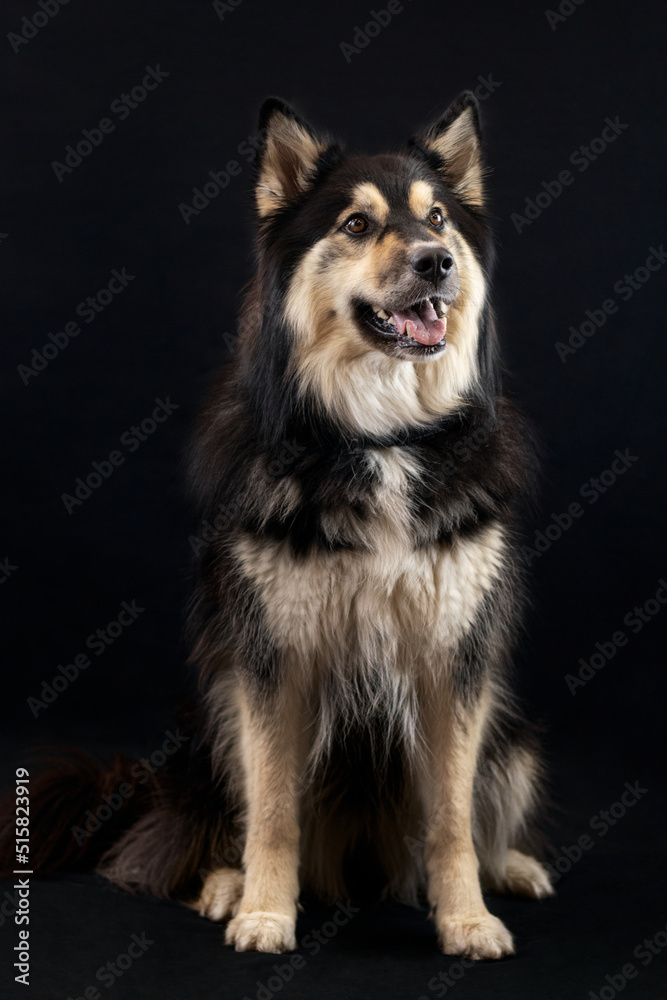 Perro pastor pelo largo en fondo negro Perro pastor pelo largo en fondo negro