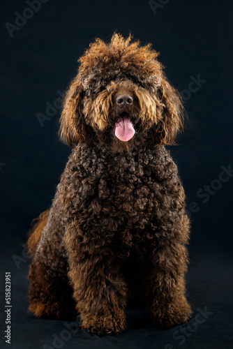 Perro de aguas rizado en fondo negro
