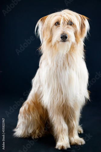Perro de pelo largo en fondo negro